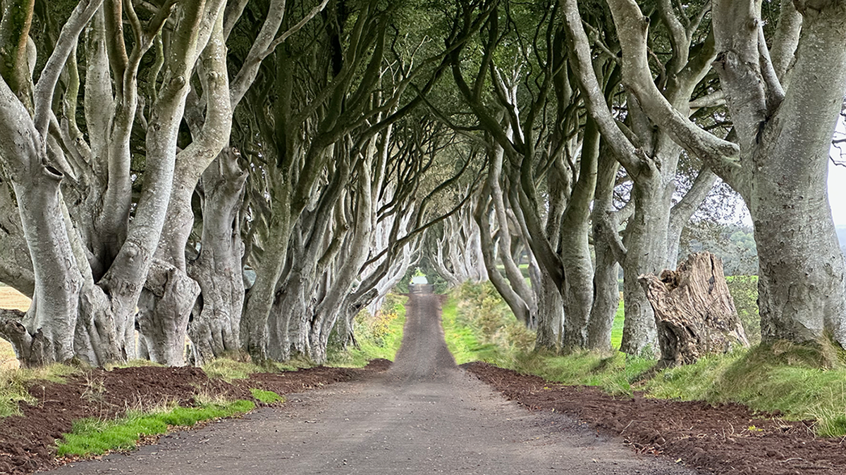 A photo looking down a dirt road. Trees line both sides of the road, and the canopies of the trees arch over the road.