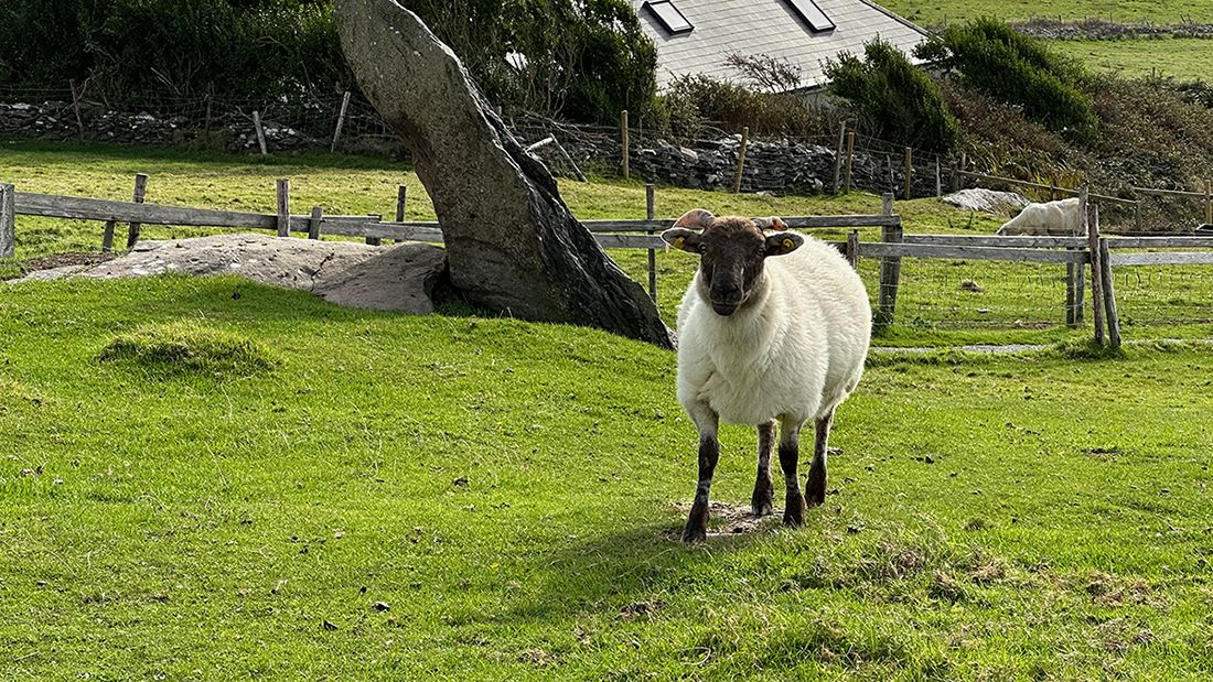 Photo of a sheep standing in a grassy green pasture.