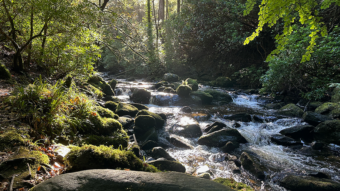 Photo of a stream running through Killarney National Park. The water is crashing over rocks, and on either side of the stream, trees and plants from the National Park can be seen.